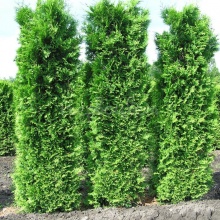 Туя западная (Thuja occidentalis King of Brabant