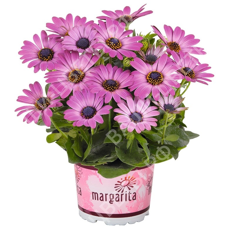 Остеоспермум Dark pink