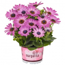 Остеоспермум Dark pink