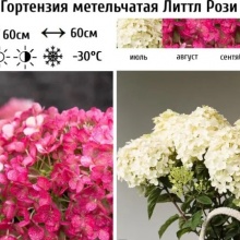 Гортензия метельчатая Hydrangea pan. Little Rosy 4-6 веток