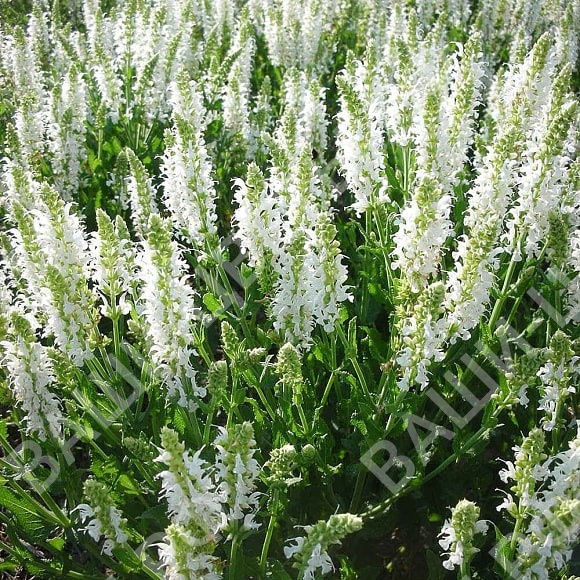 Сальвия дубравная (Шалфей) Шнеехёгль