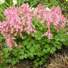 Хохлатка (Corydalis) Бет Эванс