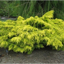 Можжевельник пфитцера,средний  (Juniperus pfitzeriana Old Gold