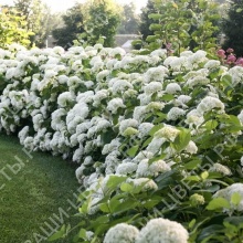 Гортензия древовидная Hydrangea arb. Strong Annabelle