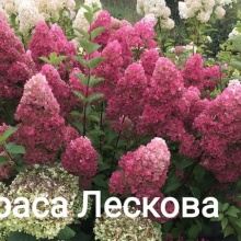 Гортензия Краса Лескова