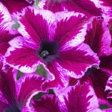 Петуния CRAZYTUNIA Cosmic Pink
