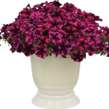 Петуния CRAZYTUNIA Cosmic Purple