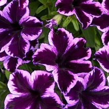 Петуния CRAZYTUNIA Cosmic Violet