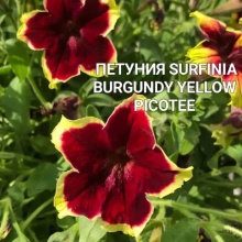 Петуния SURFINIA Burgundy Yellow Picotee