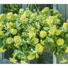 Петуния TUMBELINA COMPACT Chartreuse