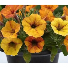 Петхоа BEAUTICAL Sunset Orange