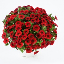 Калибрахоа Colibri Bright Red