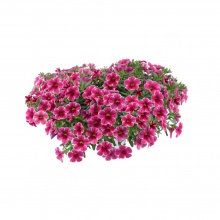 Калибрахоа Colibri Cherry Lace