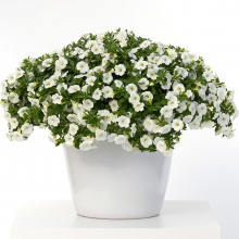 Калибрахоа Colibri Pure White