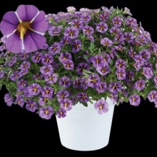 Калибрахоа Colibri Purple Bling