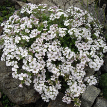 Гипсофила ясколковидная white