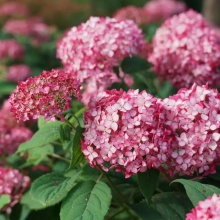 Гортензия древовидная Ruby Annabelle
