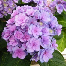 Гортензия крупнолистная You & Me Love 