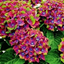 Гортензия крупнолистная Schloss Wackerbarth