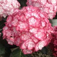 Гортензия крупнолистная Мисс Саори