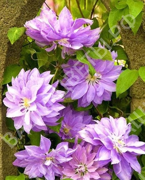 Клематис МИССИС СПЕНСЕР КАСТЛ