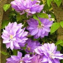 Клематис МИССИС СПЕНСЕР КАСТЛ