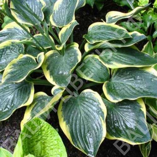 Хоста БАТТЛ СТРОКС