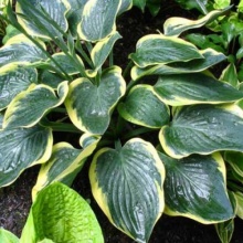 Хоста БАТТЛ СТРОКС