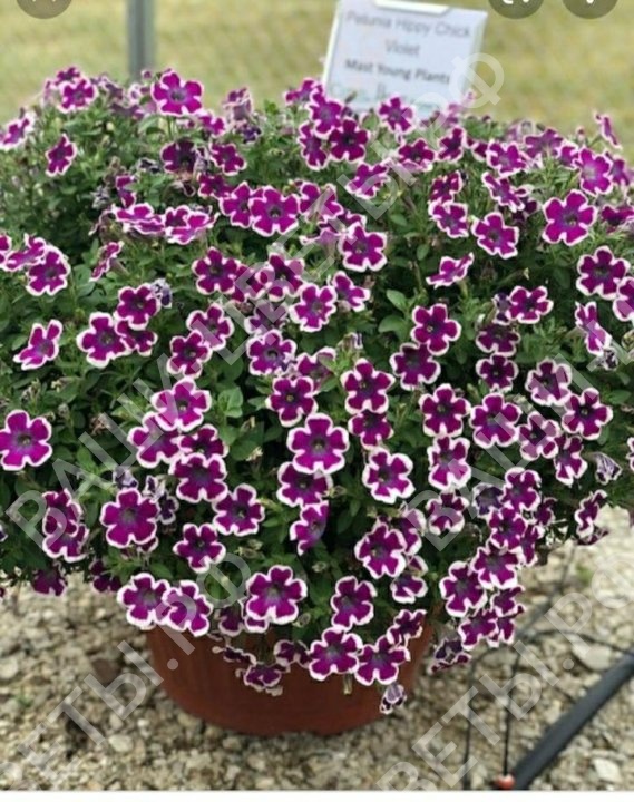 Петуния Hippy Chick Violet