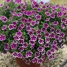 Петуния Hippy Chick Violet