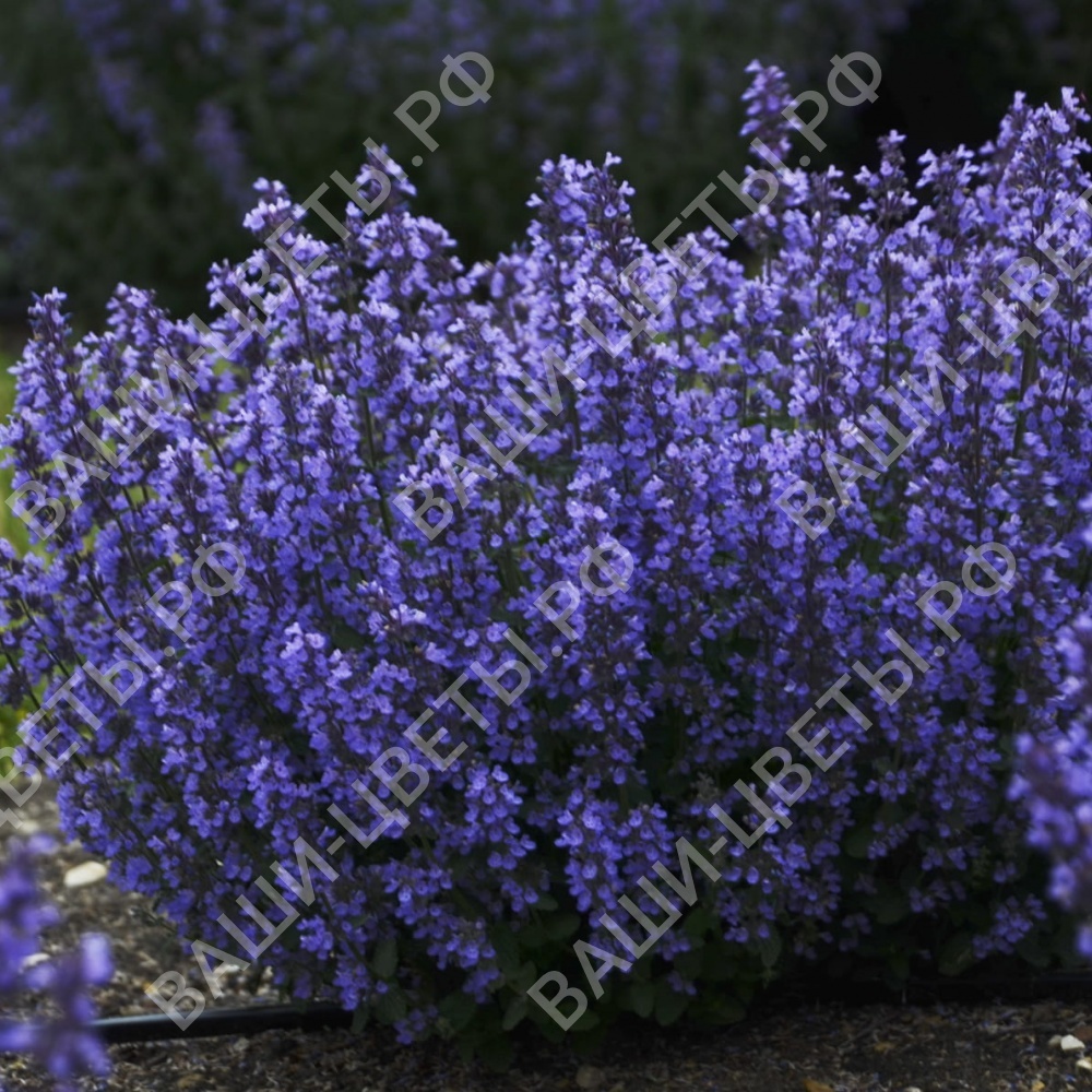 Котовник фассена