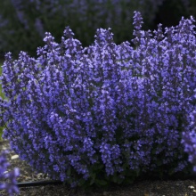 Котовник фассена