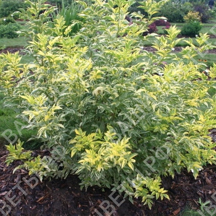 Бузина чёрная сорт Мадонна