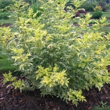 Бузина чёрная сорт Мадонна