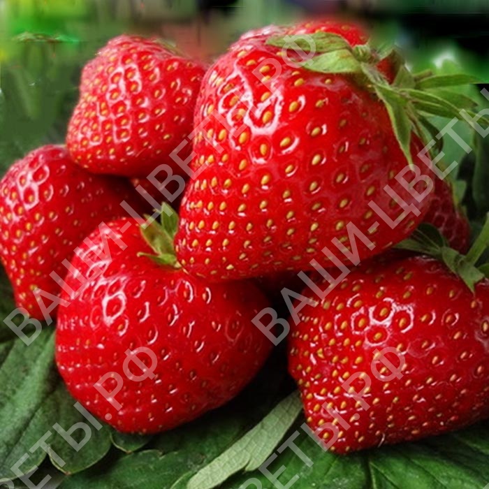 Земляника Вима Занта