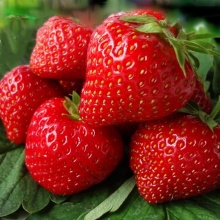 Земляника Вима Занта