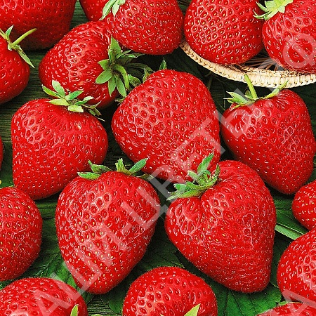 Земляника Корона