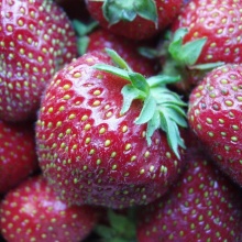 Земляника Мизе Шиндлер