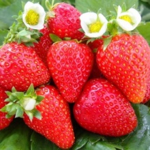 Земляника Остара