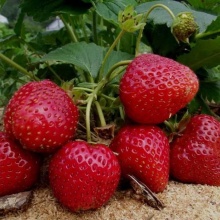 Земляника Сельва