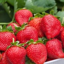 Земляника Элиани