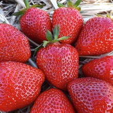 Земляника Эльсанта