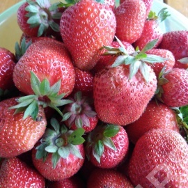 Земляника садовая ФРИГО