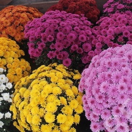 Хризантемы в наличии