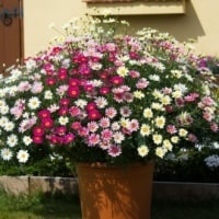 Аргирантемум 