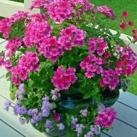 Вербена в наличии