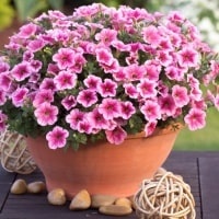 Петуния, петхоа с февраля по апрель 2026г.